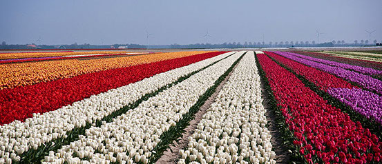 Vakantiewoning Limosa Wieringen - de bollenvelden in de omgeving