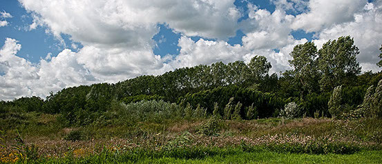 Vakantiewoning Limosa Wieringen - veelzijdig landschap Vakantiewoning Limosa Wieringen - het prachtige veelzijdige landschap