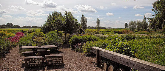 Vakantiewoning Limosa Wieringen - Pluktuin Stroe Vakantiewoning Limosa Wieringen - pluk je eigen boeket in de pluktuin op Stroe