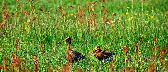 Vakantiewoning Limosa Wieringen - weidevogels Vakantiewoning Limosa Wieringen - weides waar bloemen bloeien en grutto's roepen